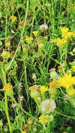 High angle view of insect on plant