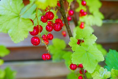 Close-up of red berries growing on plant