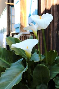 Close-up of white flowering plant