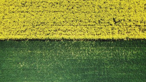 Full frame shot of field