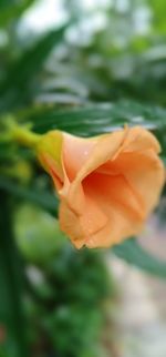 Close-up of rose flower