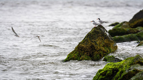 Seagull on rock in sea