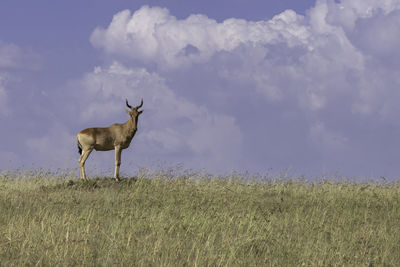 Antelope looking at the camera with clouds at the background masai mara, kenya