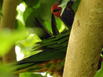 Close-up of a bird