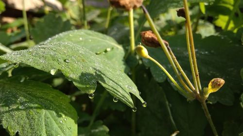 Close-up of water drops on plant during rainy season