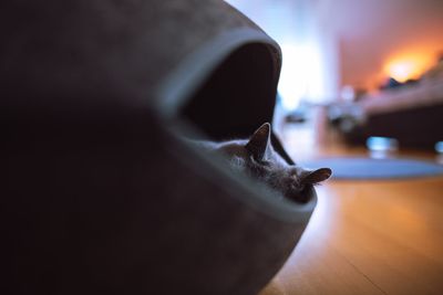 Close-up of cat on wooden table