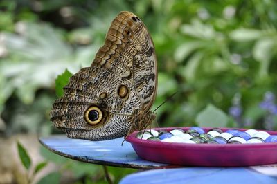 Close-up of butterfly