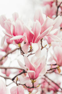 Close-up of pink cherry blossom