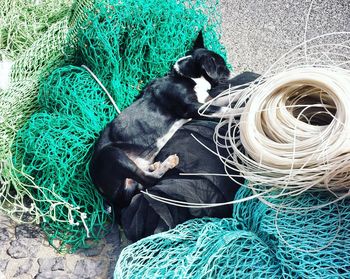 High angle view of black dog sitting outdoors