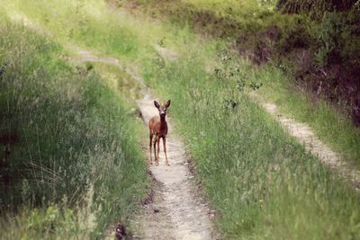 Walking on footpath