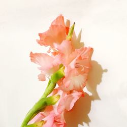 Close-up of pink rose against white background