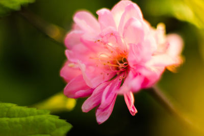 Close-up of pink flower blooming outdoors