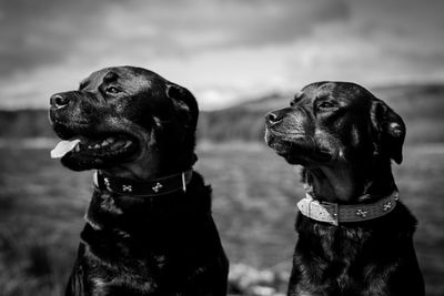 Close-up of black dog against sky