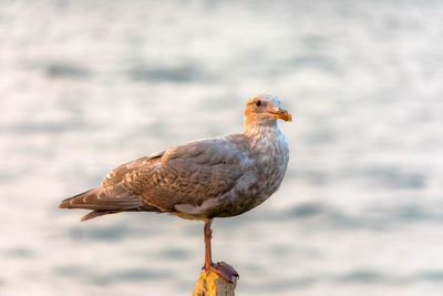 Close-up of bird perching outdoors