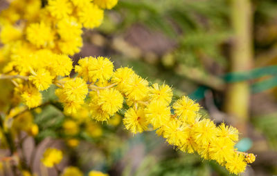 Close-up of yellow flowering plant