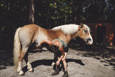 Horse standing on road