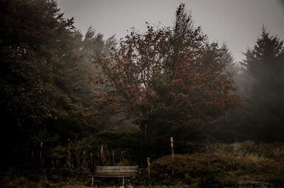 Trees on countryside landscape