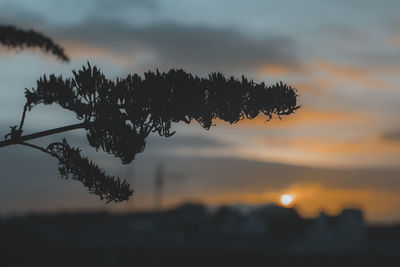 Close-up of silhouette tree against sky at sunset