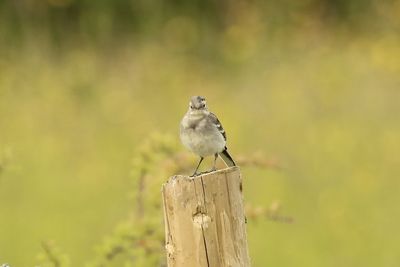 Close-up of bird perching on wood