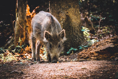 Close-up of pig