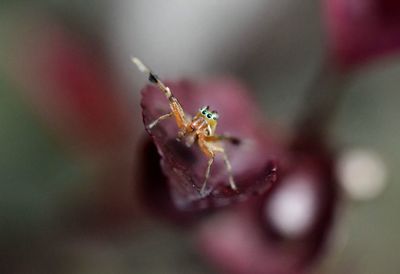 Close-up of plant against blurred background