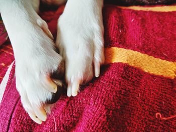 High angle view of dog relaxing on bed