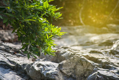 Close-up of plant growing on rock