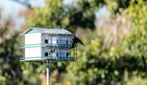 Purple martin birds progne subis fly and perch around a birdhouse in marco island, florida