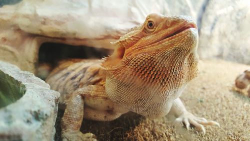Close-up of an animal