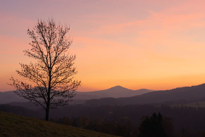 Sunrise in bohemian switzerland national park in the czech republic. silhouette of  bare lone tree