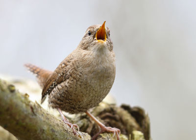 Close-up of bird perching