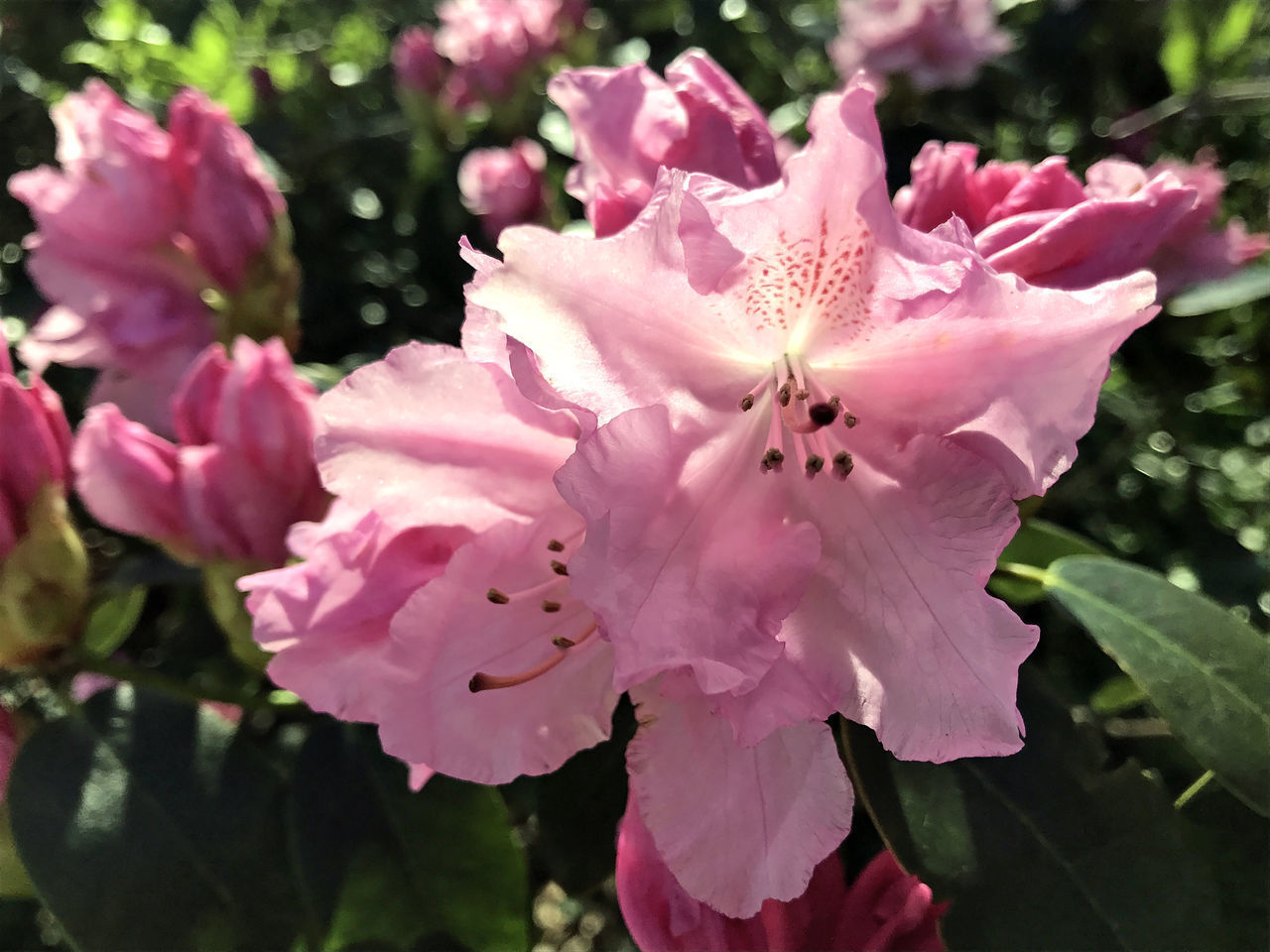 CLOSE-UP OF PINK CHERRY BLOSSOM