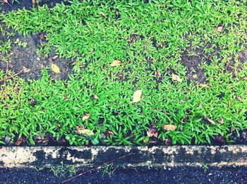 High angle view of plants on field