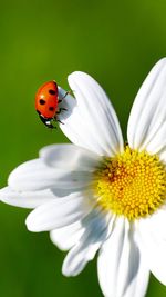 Close-up of ladybug on white flower