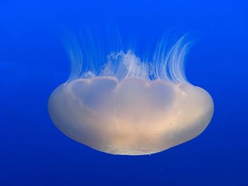 Close-up of jellyfish in sea