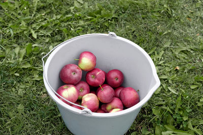 High angle view of apples in basket