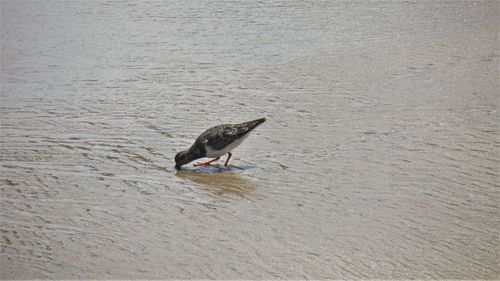 Bird on beach