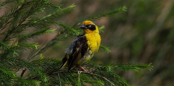 A weaver bird perched on a tree.