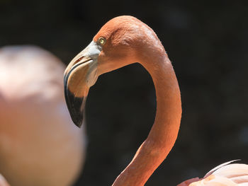 Red flamingo in the farm