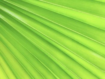 Full frame shot of palm leaves