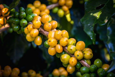 Close-up of fruits growing on plant