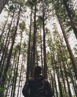 Rear view of man amidst trees in forest against sky