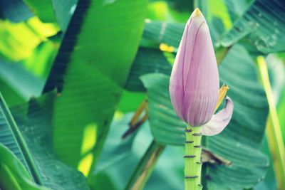 Close-up of pink lily