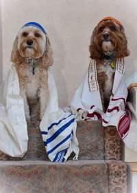 Hairy dogs wearing yarmulke with blanket against wall