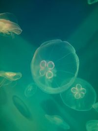 Close-up of jellyfish swimming in sea