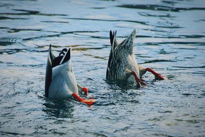 Ducks swimming in lake