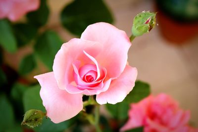 Close-up of pink rose