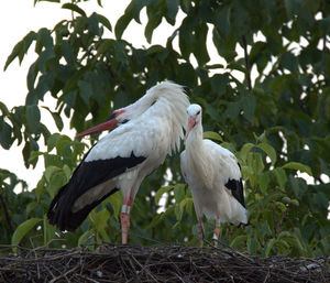 Close-up of white bird perching on tree against sky