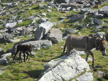 Side view of horse standing on rock