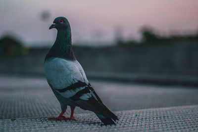 Close-up of bird perching on retaining wall